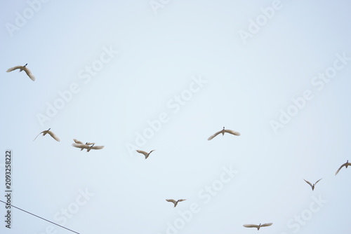 Canvastavla Birds flaying in the sky.