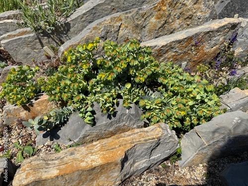 фотографія Close-up of green Euphorbia amygdaloides var