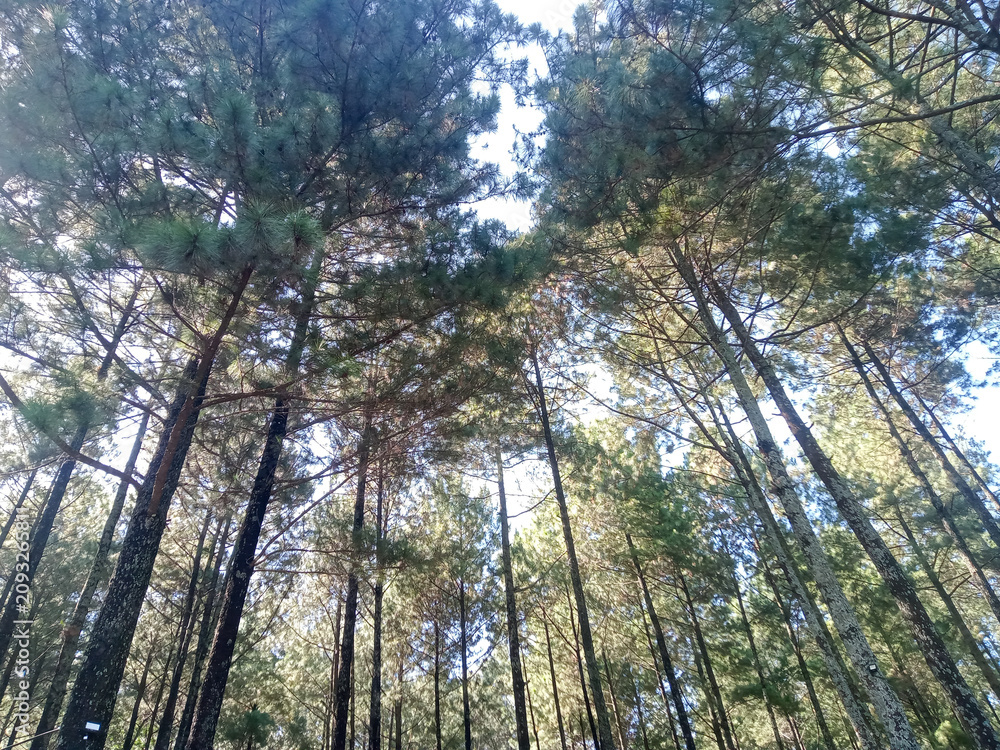 Fototapeta premium Towering pine trees canopy view looking up at sunlight filtering through dense forest 