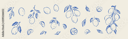 Set of hand drawn sketch line art doodle lemon fruit, branch, leaves. Pencil scribble. Vintage botany citrus plant design element. Italian background. Charcoal, chalk, pastel lime freehand drawing