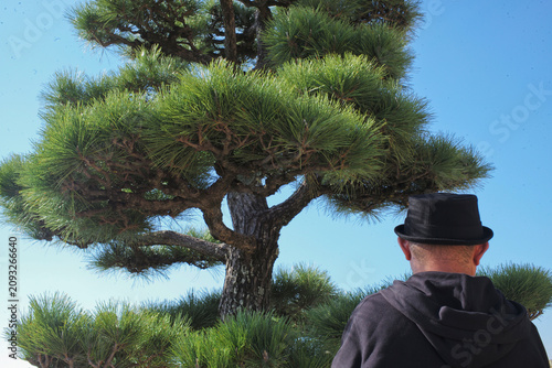 Arbre d Japon