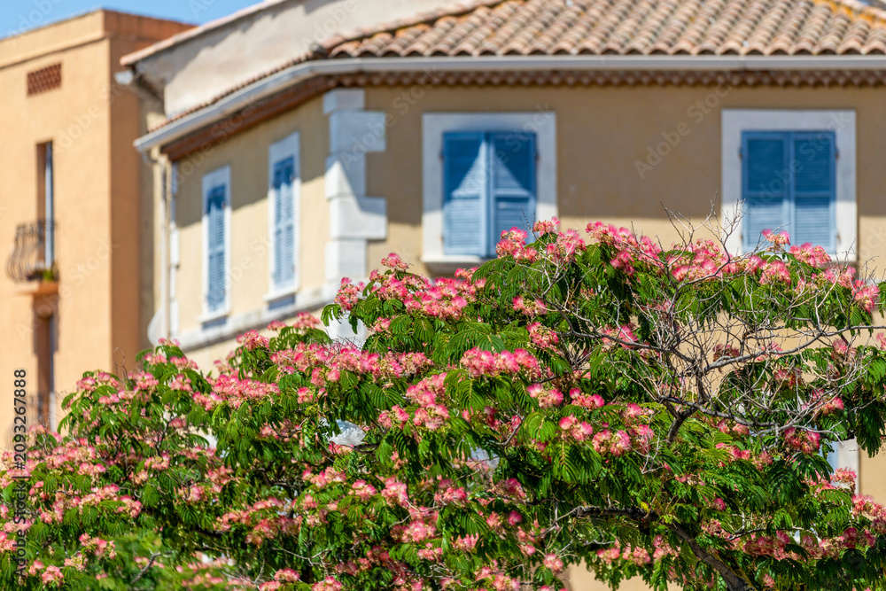 Fototapeta premium Arbre à soie en fleurs devant une maison au style provençal