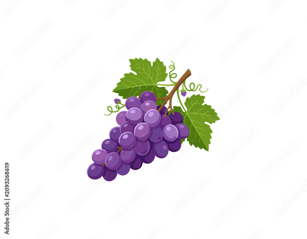 Fototapeta premium grape
