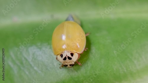 곤충, 무당벌레,우화,Insect, Ladybug, Eclosion