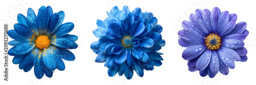 Set of A stunning blue water flower with symmetrical petals and tiny dew drops on transparent png background. Ai generated