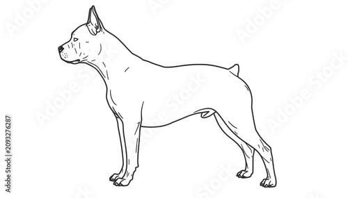 Tableau sur toile American Staffordshire Terrier standing