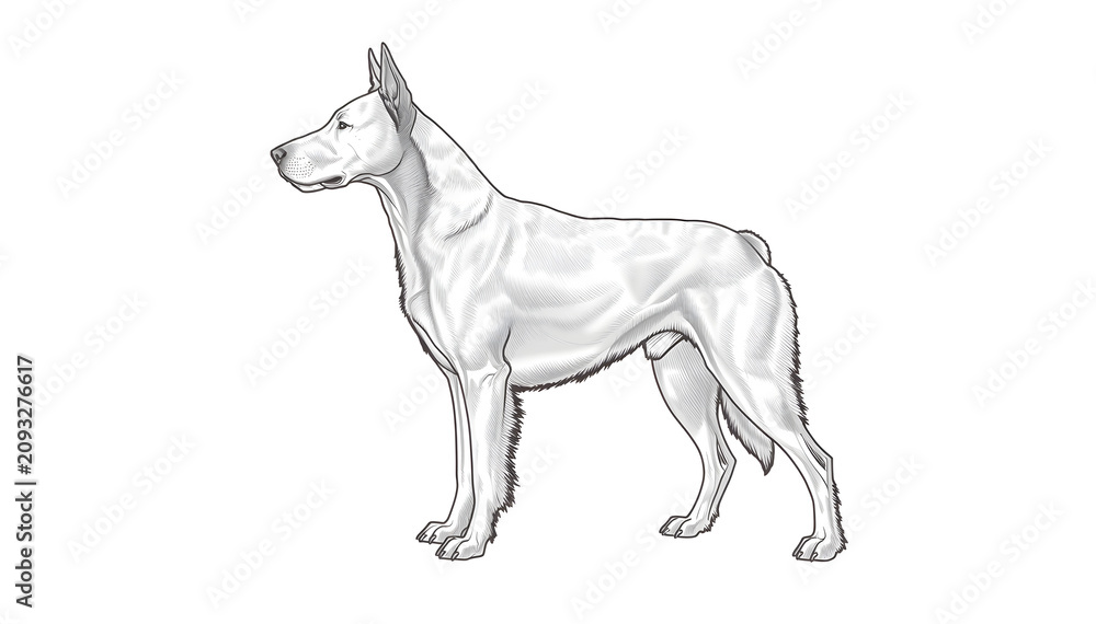 Fototapeta premium Belgian Tervuren dog standing in profile view. Purebred herding canine with elegant posture and long fur. Professional breed standard illustration...