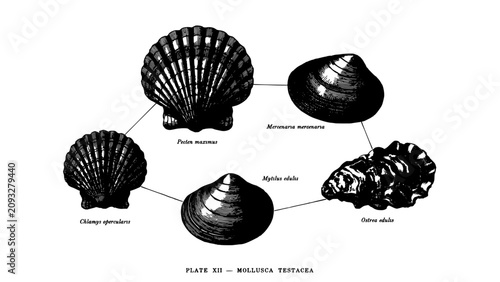Mollusca Shells Illustration Showcasing Five Different Species in Black and White Featuring Scientific, Marine, Biology