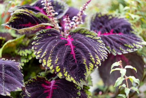Close-up of colorful Coleus Kong leaves with purple foliage, bright pink veins and green edges in a garden setting with shallow depth of field.