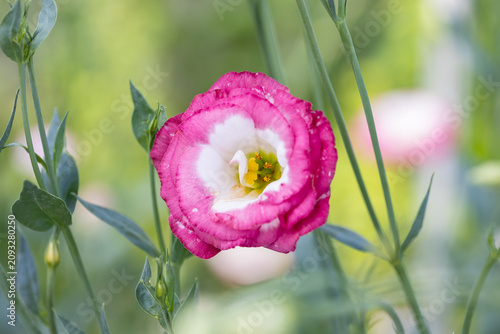 Close-up of a pink and white Lisianthus flower (Eustoma grandiflorum) blooming in a garden with soft green bokeh background and selective focus.