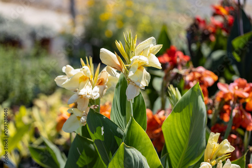 Blooming Canna indica 'Cannova Yellow' with pale yellow flowers and green foliage in a sunny garden. Ideal for ornamental gardening, landscaping, horticulture, and summer bloom concepts.