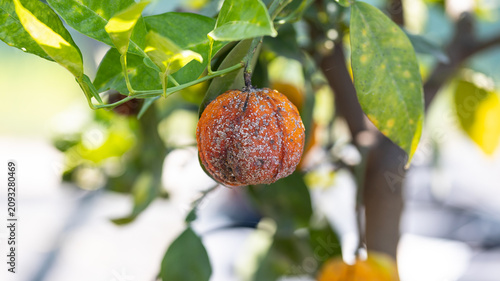 Diseased mandarin fruit on a citrus tree affected by fungal infection or pest damage. Concept of crop disease, agriculture, orchard management, plant protection, and yield loss.