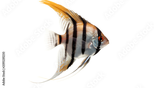 Striped angelfish swimming in profile, elegant freshwater pterophyllum scalare with long fins, tropical aquarium fish with black and silver markings isolated on Transparent Background