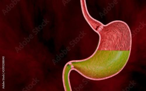 Human Digestive System Illustration Showing Healthy Stomach Interior, Digestive Enzyme Activity and Natural Digestion Balance 3D Rendering
