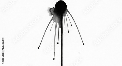 Black insect on white background.