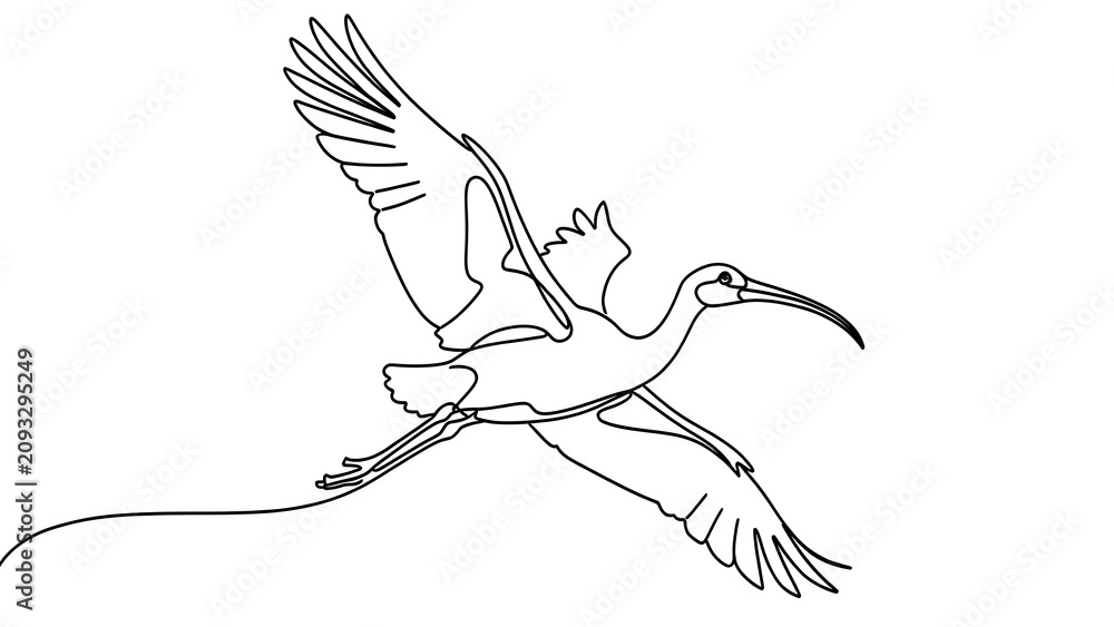 Fototapeta premium white background elegant ibis bird flying line art.
