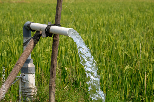 фотографія Irrigation pipe gushing clear water into lush green rice field on sunny day