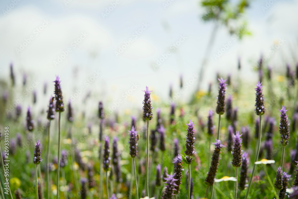 Obraz premium Purple wildflowers blooming in a spring meadow in Jordan