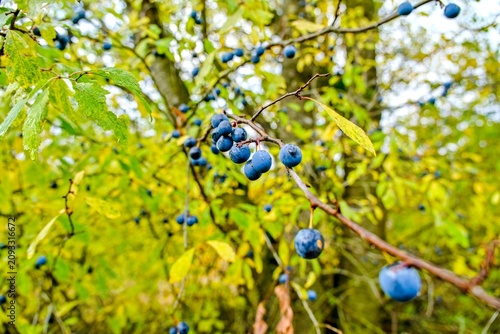 Canvastavla Ripe Plums on Tree