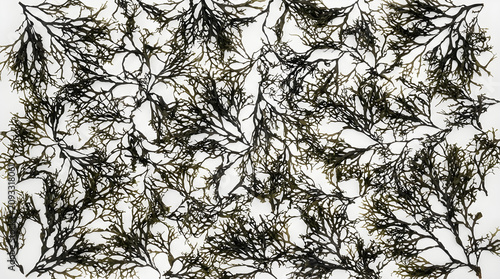 Dried sea kelp on white premium quality premium quality premium quality premium quality best