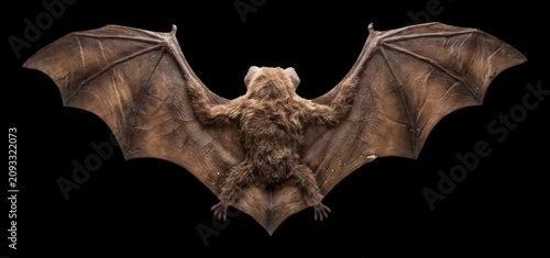 Foto Brown bat spreading wide leather wings against  showcasing detailed fur and wing
