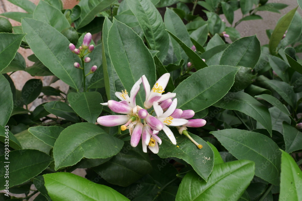 Fototapeta premium Growing and Blooming Lemon Tree in a Balcony Pot