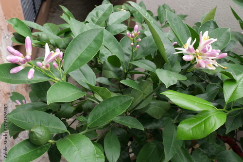 Growing and Blooming Lemon Tree in a Balcony Pot