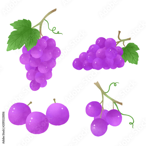 Grape illustration