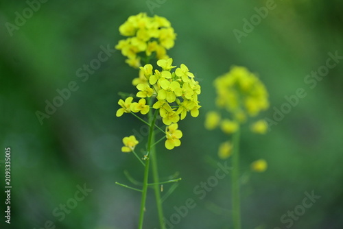 Vibrant yellow wild mustard flowers blooming on soft green background