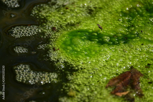 Fotografía Abstract close up of green algae and bubbles on pond water surface