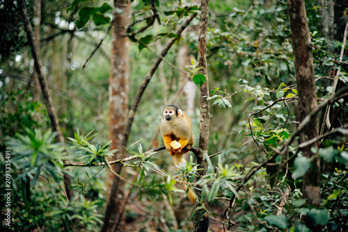 Photography squirrel in the tree
