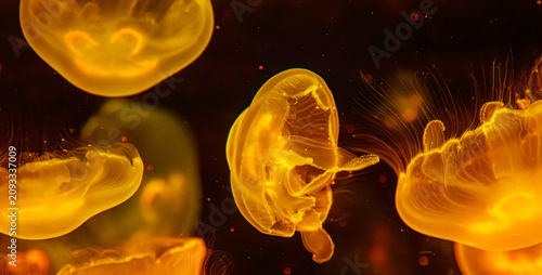 Obraz na plátně Group of glowing golden jellyfishes swimming underwater in dark ocean backdrop