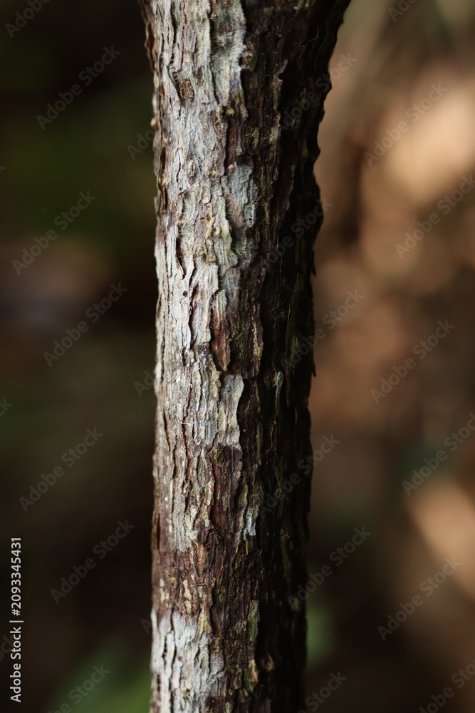 Fototapeta premium Close-up of tree bark texture on a small trunk, natural outdoor light