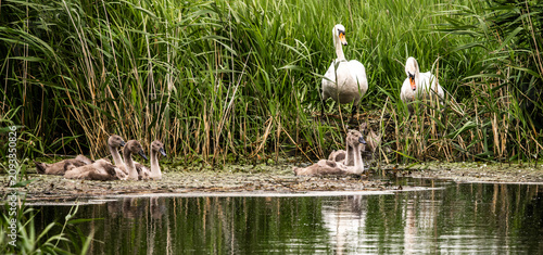 Foto Mute swan parents with cygnets on pond