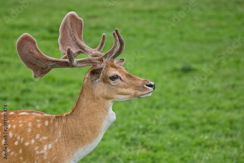 Foto Fallow deer in a clearing