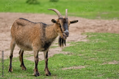 Bild auf Leinwand Goat in a clearing
