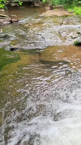 Water cascades over a small woodland waterfall into a gentle stream as the camera slowly pans in slow motion, revealing the peaceful beauty of the forest and flowing water.