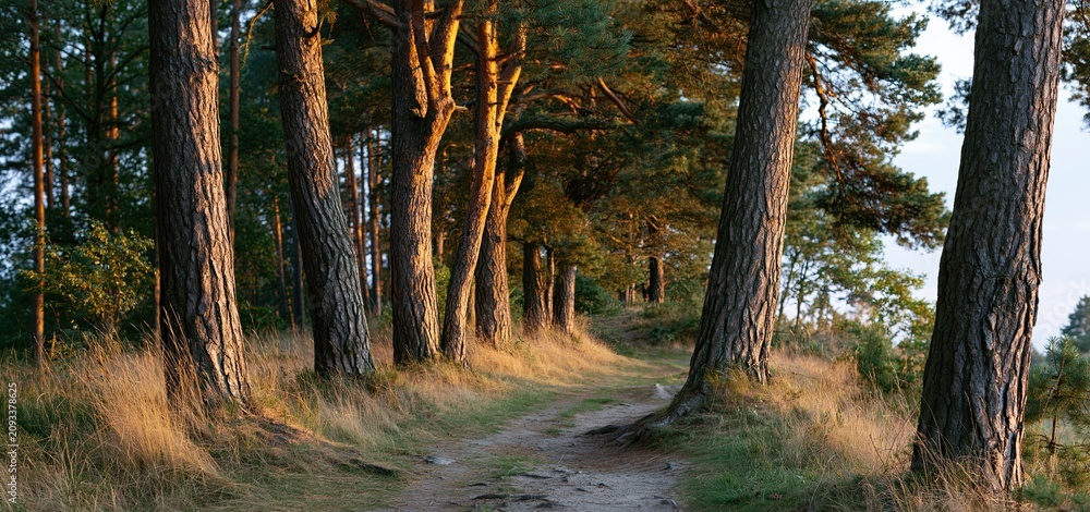 Naklejka premium A tranquil country trail framed by towering pine trees bathed in soft golden sunset light, ideal for nature and leisure themes.