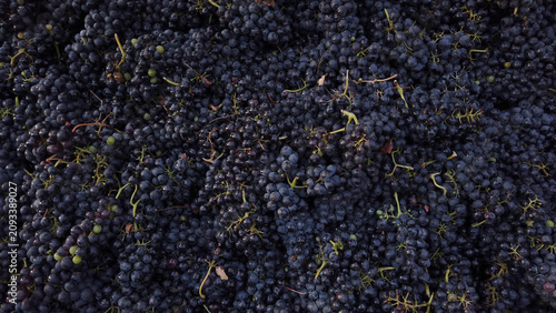 Fresh dark red wine grapes harvested in a crate