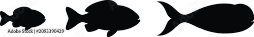 Foto Set of three black fish silhouettes showing development growth stages or diverse