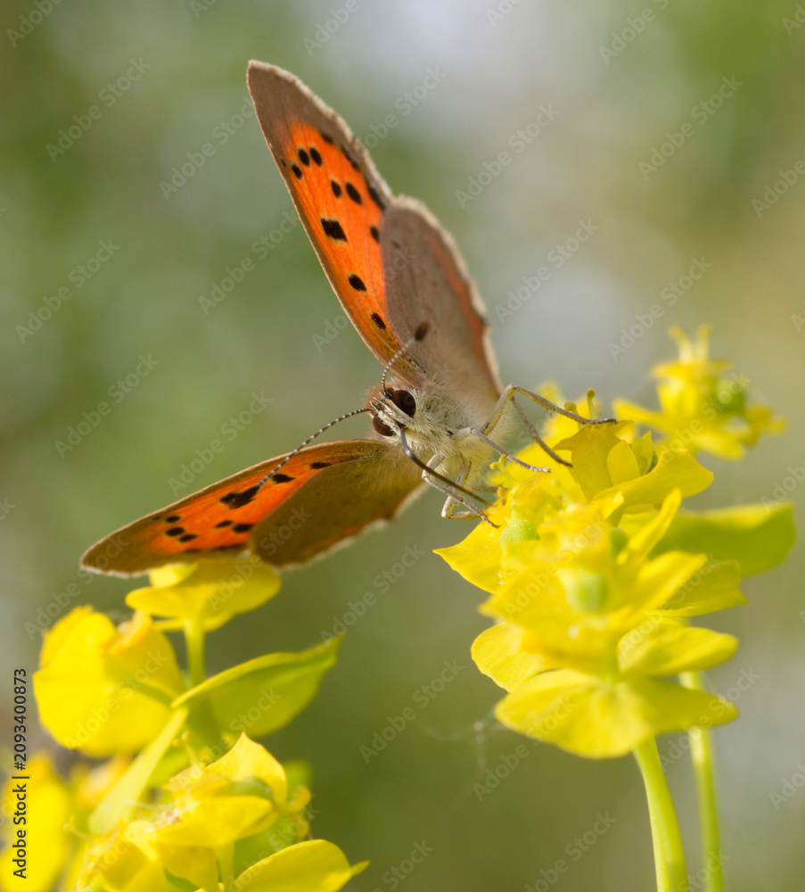 Fototapeta premium Small copper Lycaena phlaeas butterfly feeding on a yellow flower macro
