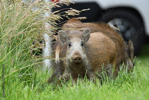 Tableau sur toile Wildschweine