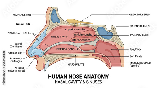 Schilderij op canvas Human Nose Anatomy Diagram: Nasal Cavity, Sinuses, and Structures