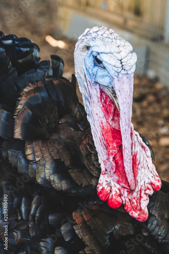Close-up portrait of domestic turkey, backyard poultry farming