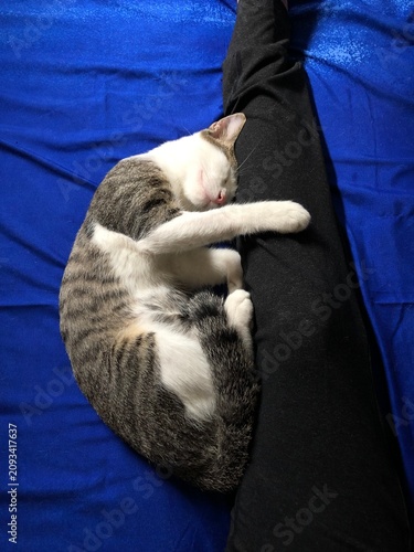 A cute tabby cat sleeping peacefully on a person's leg on a blue blanket.