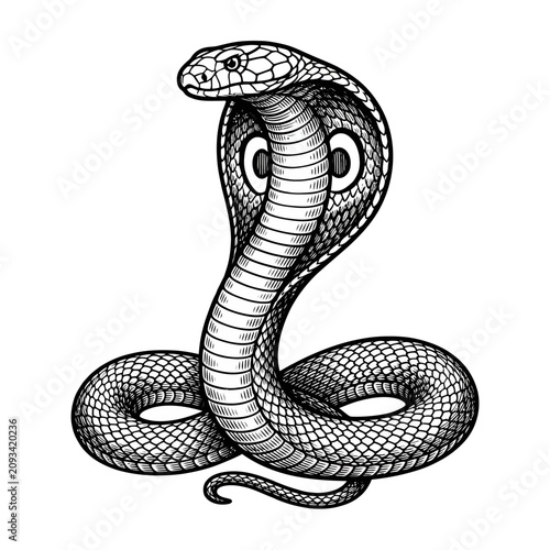 Black and white cobra drawing portrait.
