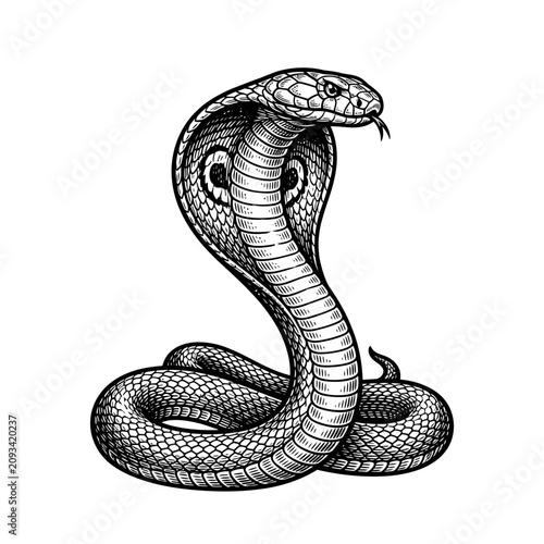 Black and white cobra snake portrait.