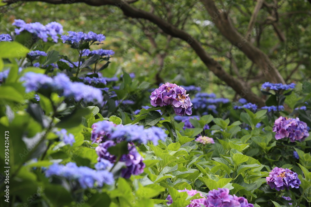 Obraz premium Soft Sunlight Illuminating Beautiful Purple and Blue Hydrangea Flowers in Shady Summer Garden.