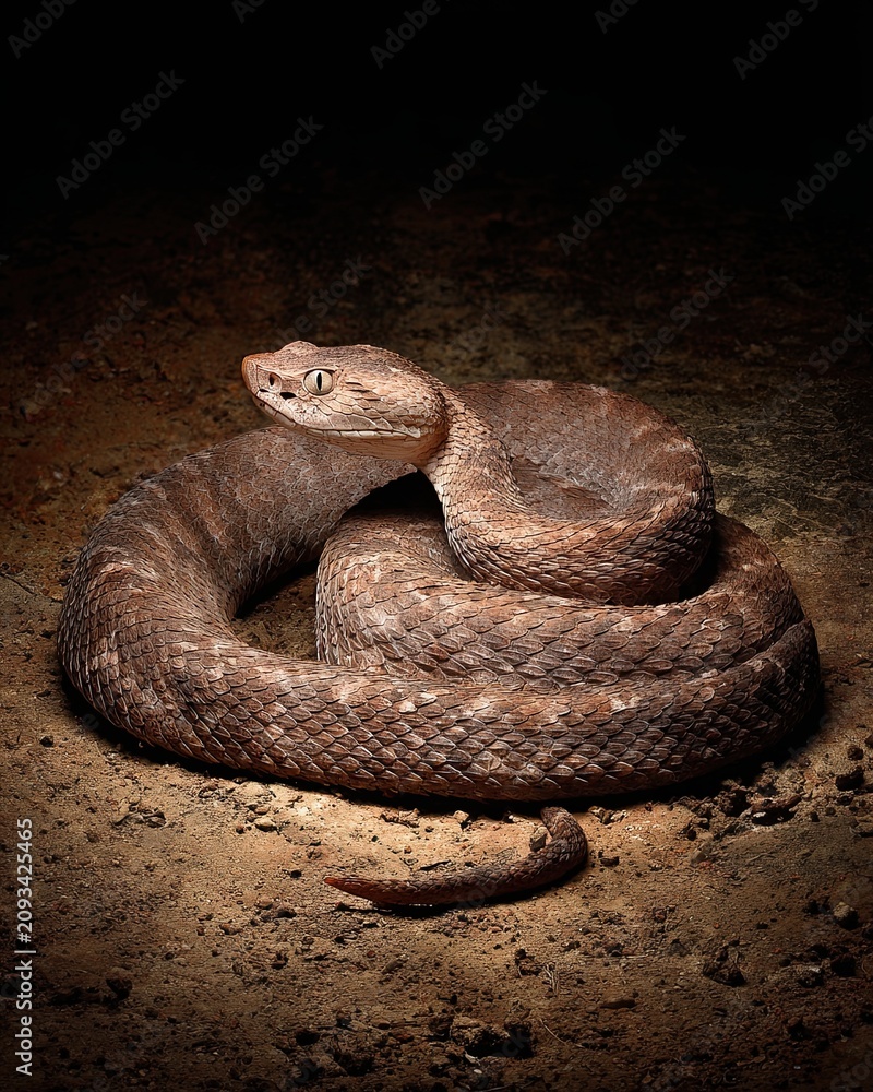 Obraz premium A coiled rattlesnake, a venomous reptile, resting cautiously on the jungle floor with soft shadows.