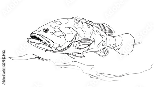 Largemouth bass line drawing white background.
